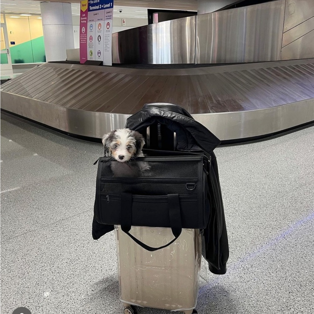 Wild one dog airplane approved carrier